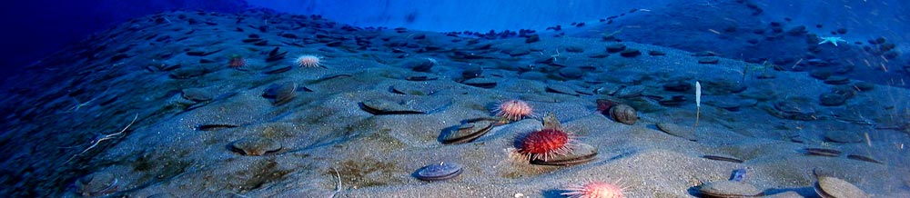 海洋分野